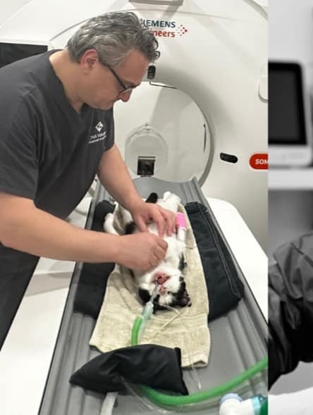 Images Streatham Hill Veterinary Surgery