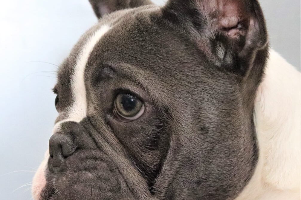 Images Tralinka French Bulldogs