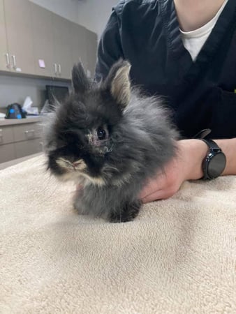 Images Kirtland Veterinary Hospital