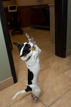 Images VCA Cairo Animal Hospital