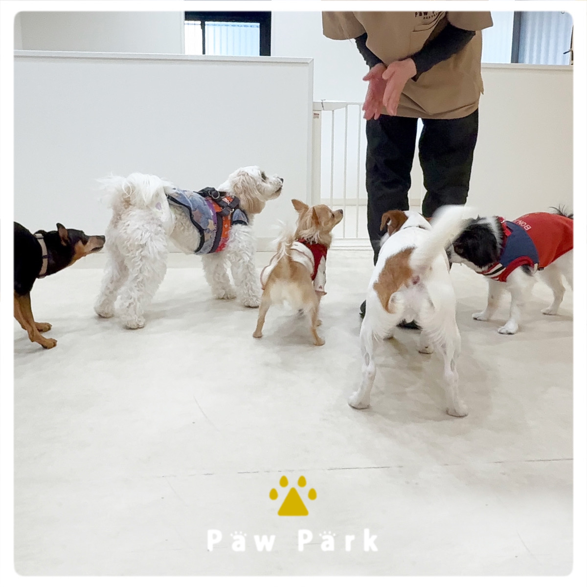 Images PawPark 犬のようちえん 高槻店
