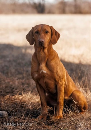 Images Quick Trigger Kennels
