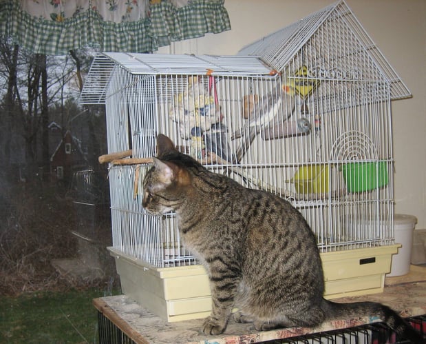 Images The Cat's Cradle