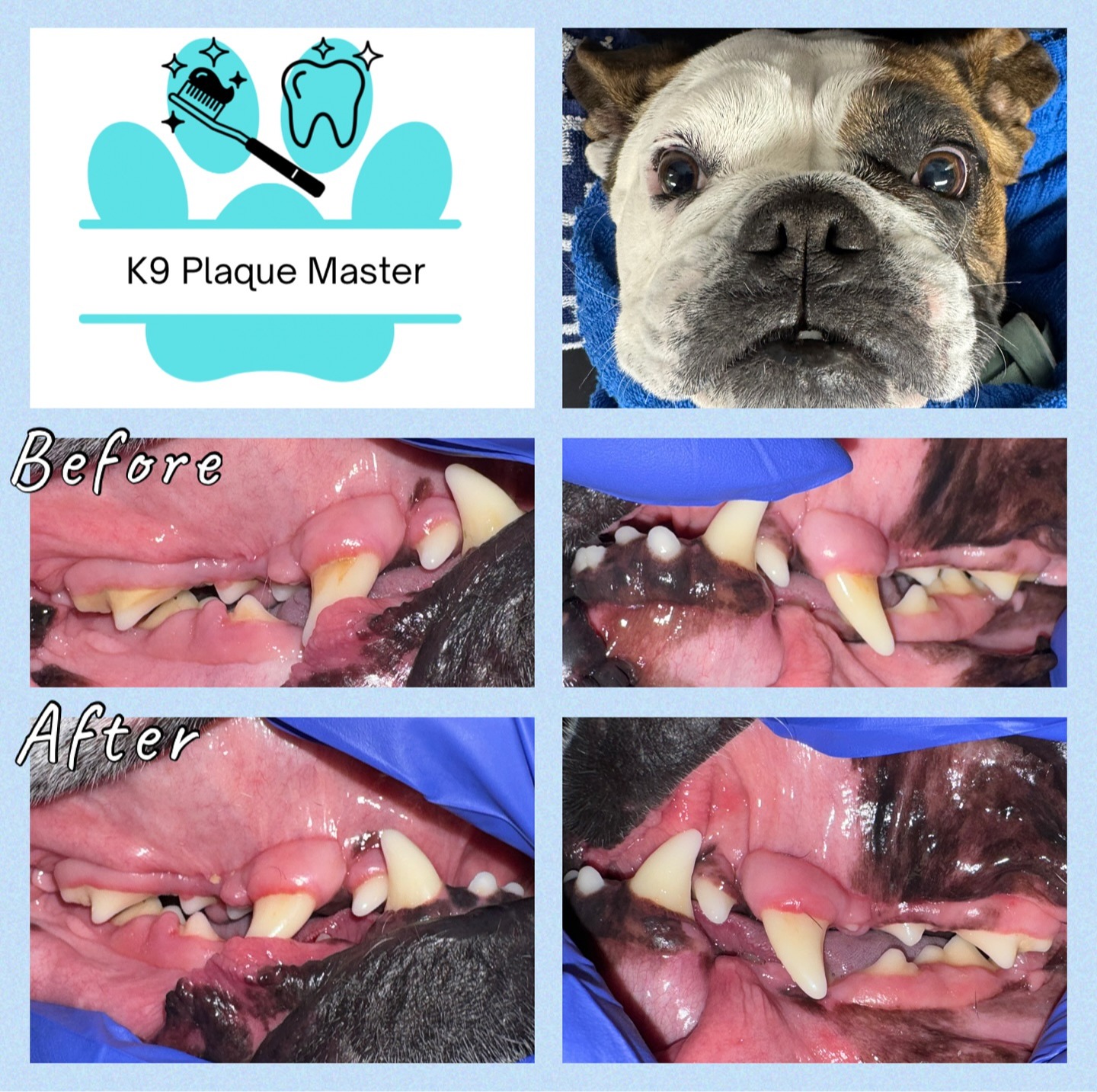 Images K9 Plaque Master Inc.