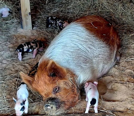 Images Cedar Acres Kunekune Farm