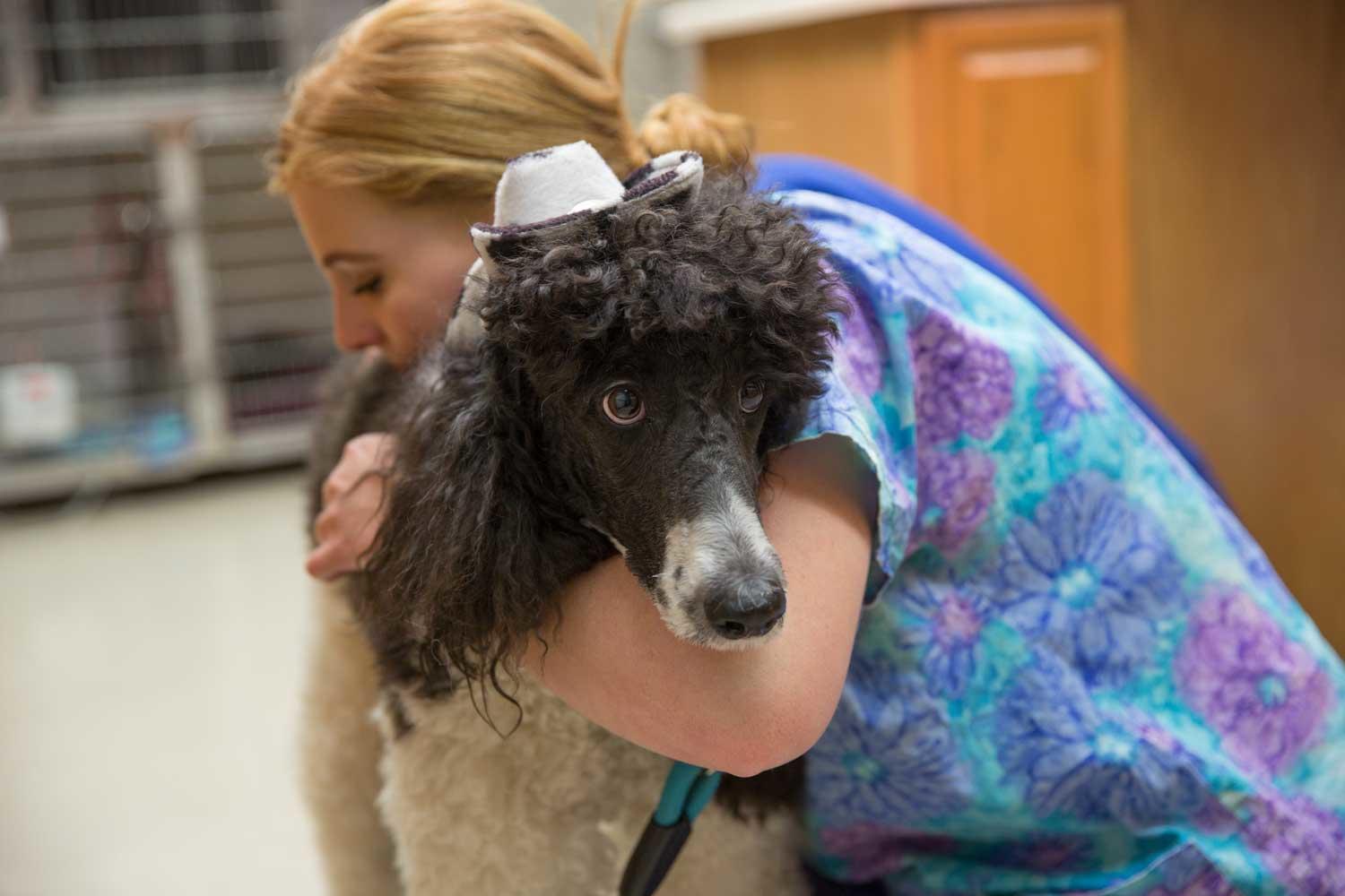 Pantano Animal Clinic, PC Photo