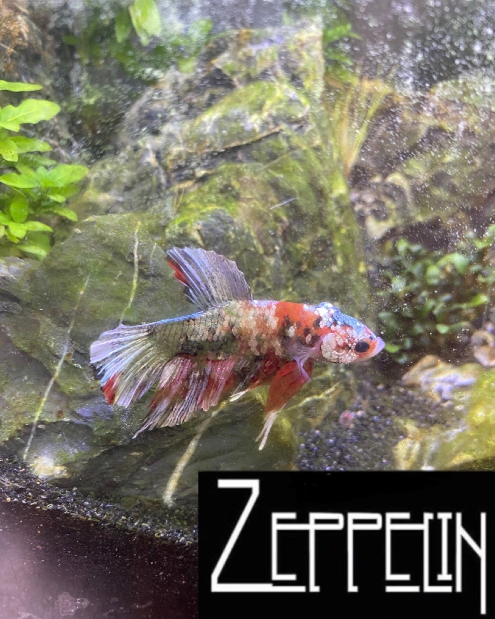 Celebrating the finned friends in our office who make our days little brighter here. Happy National Pet Day!