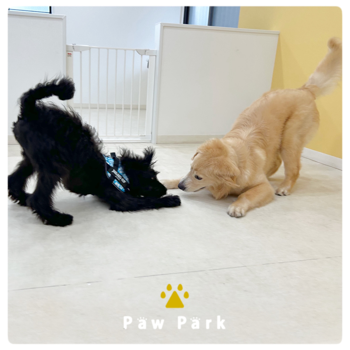 Images PawPark 犬のようちえん 高槻店