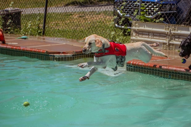Images Animal Friends' Pampered Paws