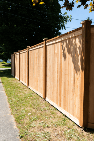 Images Rare Bears Fencing
