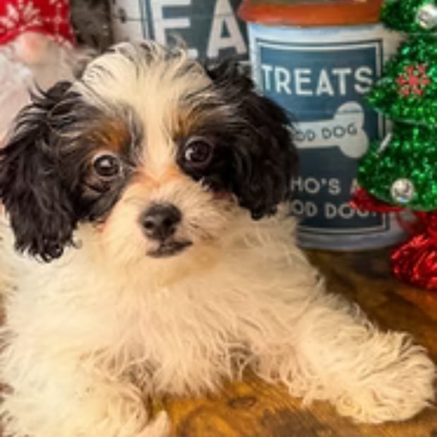 Images Puppies Direct