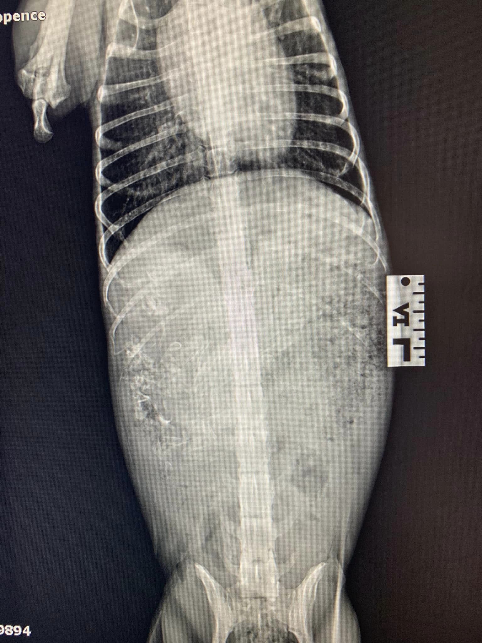 Images Streatham Hill Veterinary Surgery
