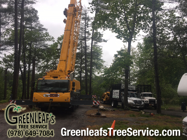 Greenleaf's Tree Service Photo