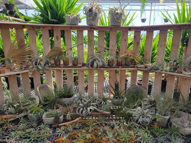 Images Sunny Spot Nursery
