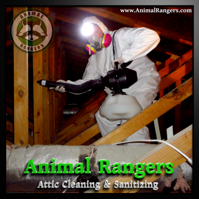 Florida Attic Restoration Services by Animal Rangers, Inc.