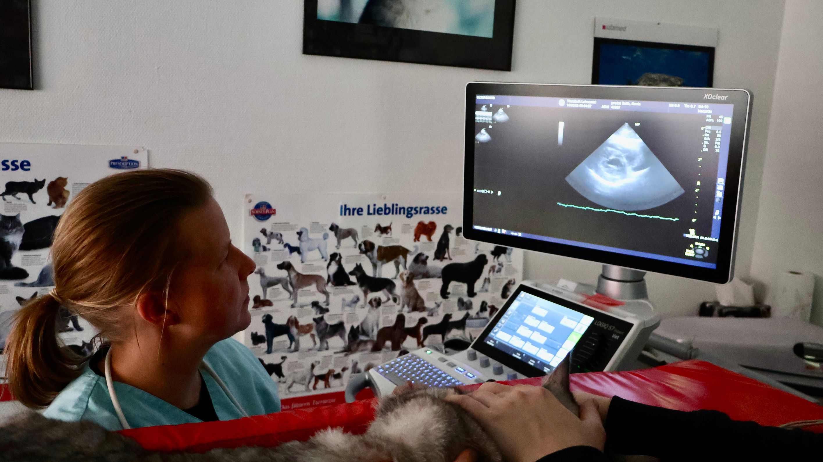Bilder Tierklinik Leimental