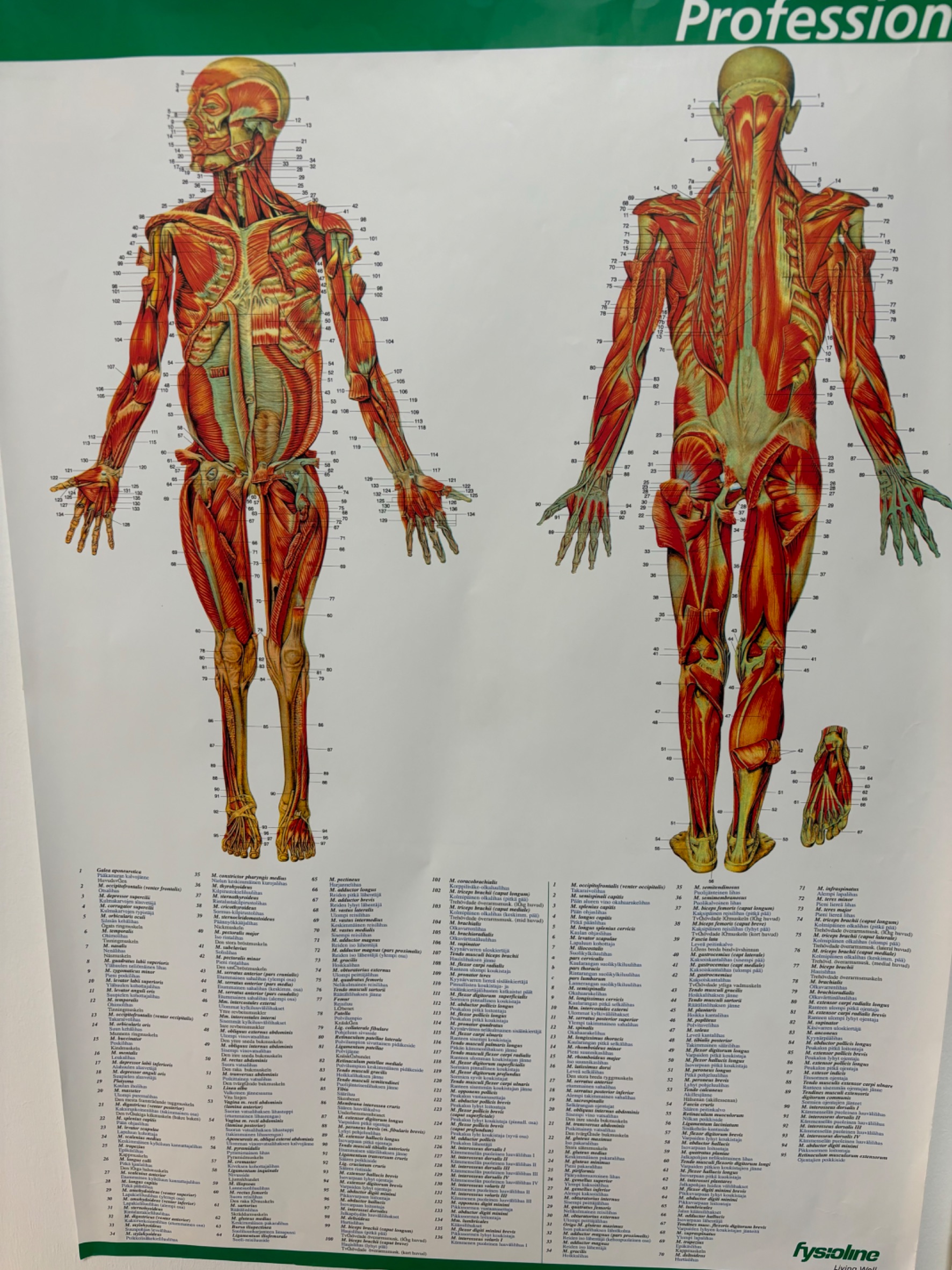 Images Koulutettu hieroja ja PT Mauri Puolakanaho