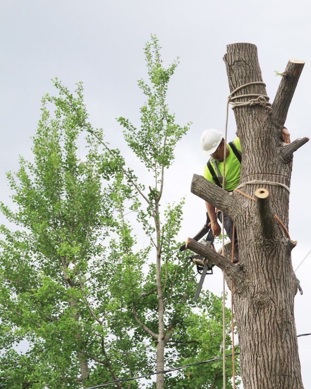 JC Tree Care Image