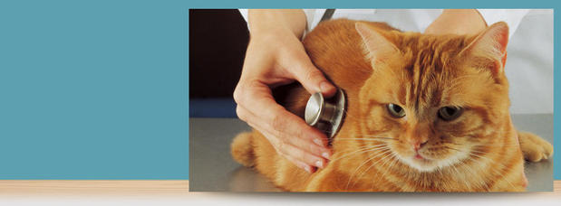 Images Veterinary Associates