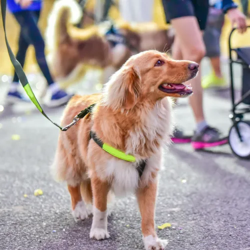 Image of Local Pet Event HAWSfest Nearby