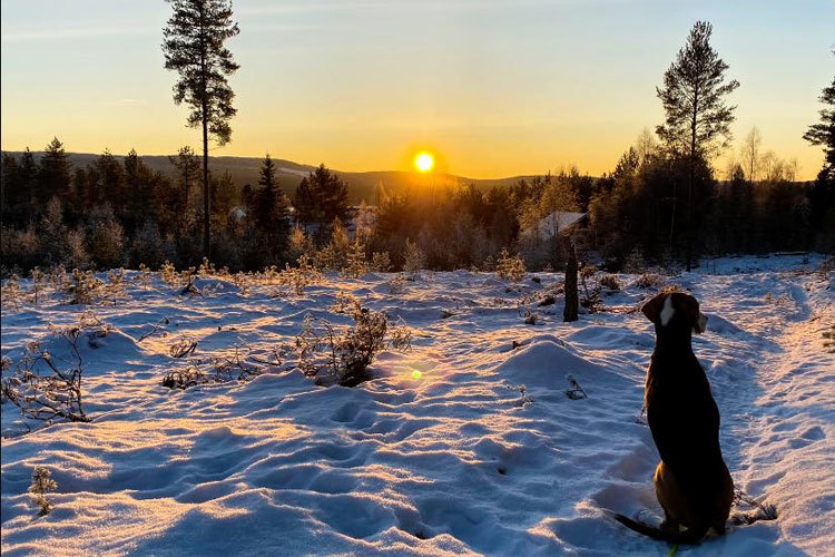 Images Dyrlegen i Heradsbygd