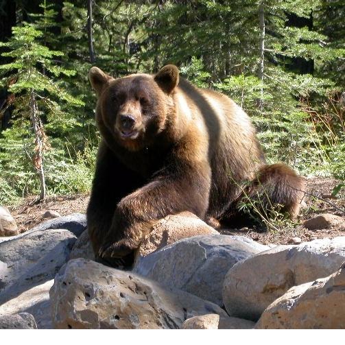 Bear Creek Real Estate and Property Management Northern Arizona