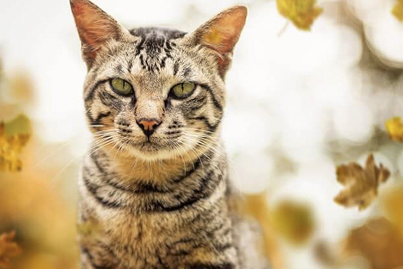 Images Namsen Dyrehospital AS