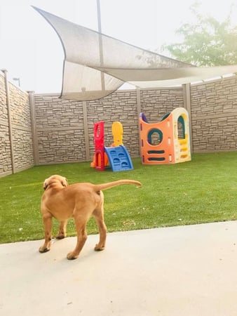 Images Idaho Dog Park