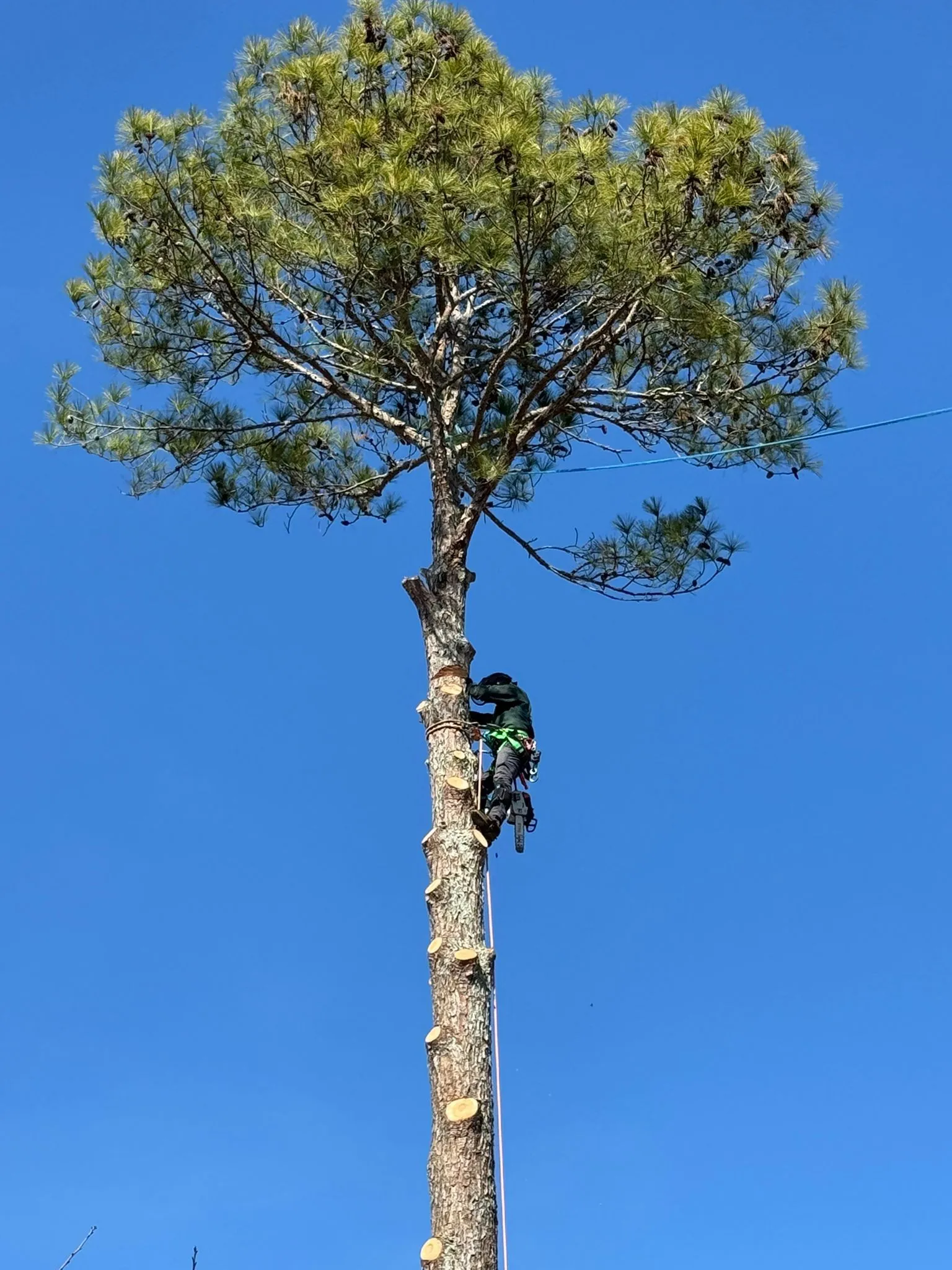 Mencor's Tree Service Image