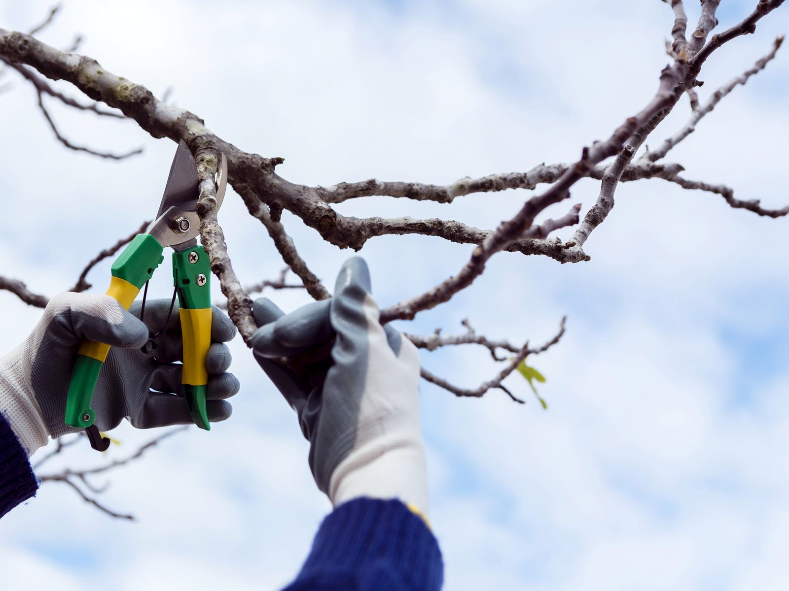 Arias Pro-Tree Services Logo