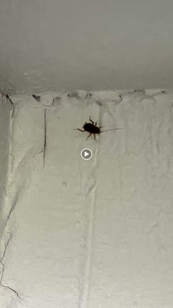 Images Organa Pest Control