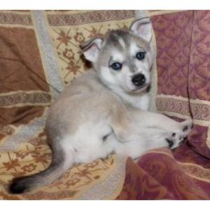 Nordic Mini Huskys
