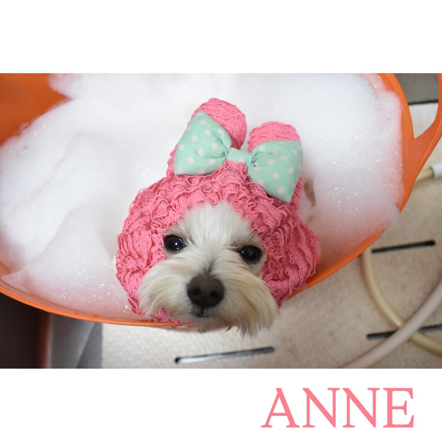 Images わんわんスタイルANNE