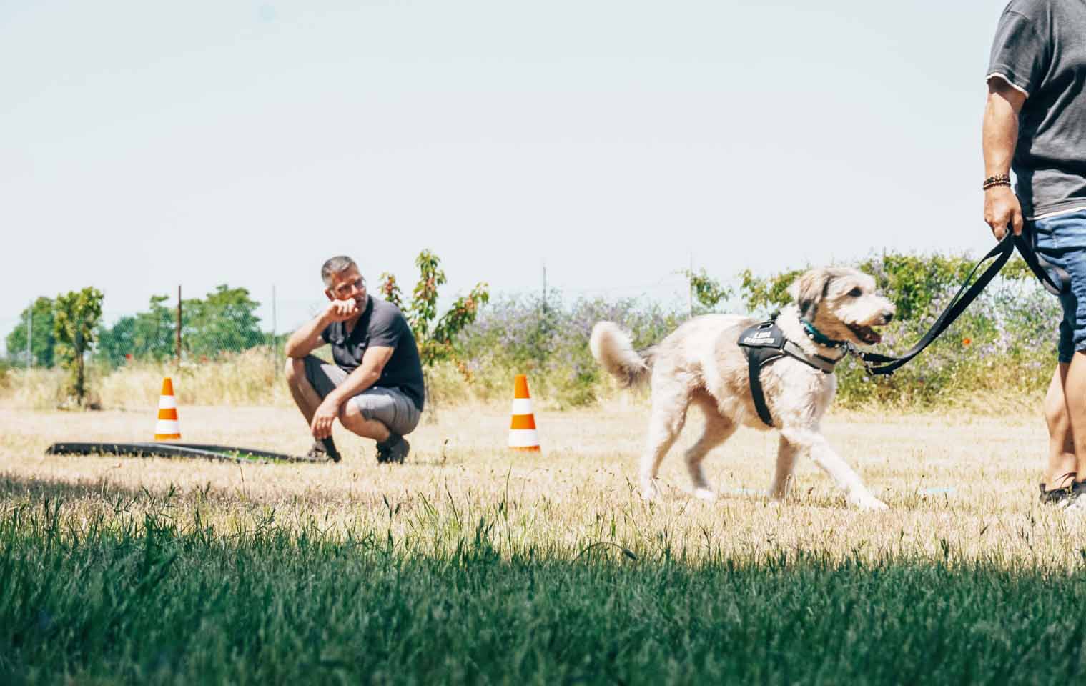 Bild 1 Hundetraining - Der Hundeverhaltenstrainer in Philippsburg