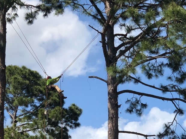 Images O'Brien Outdoors Tree Service
