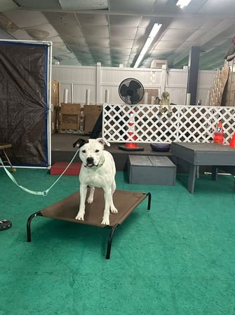 Images Adirondack K9