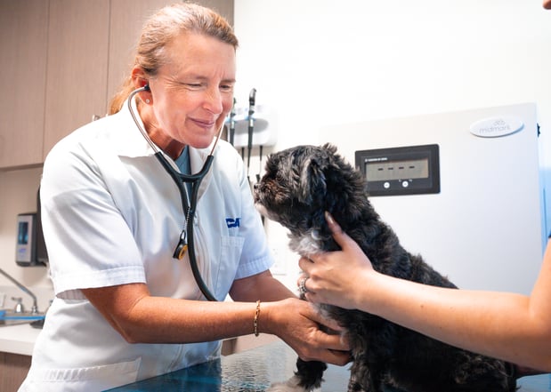 Images VCA Veterinary Hospital of Leon Springs