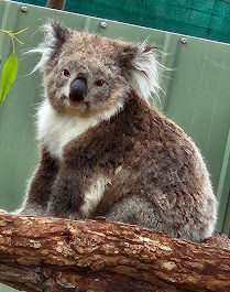 Images Voyage Crafter, A Cruise Planners Franchise