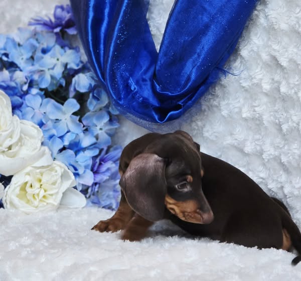 Images Boot's Star Dachshund's LLC