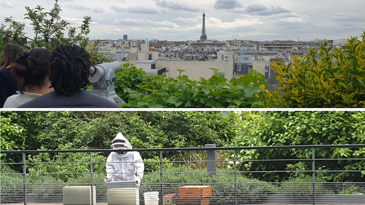 Pictures from the rooftop sustainability Happy Hour in the Yext Paris office.