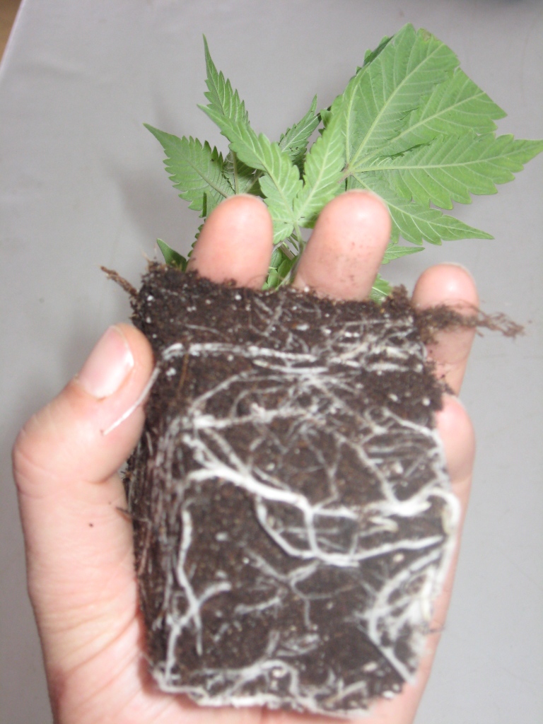 Wunderland, Berschenygasse 8 in Graz