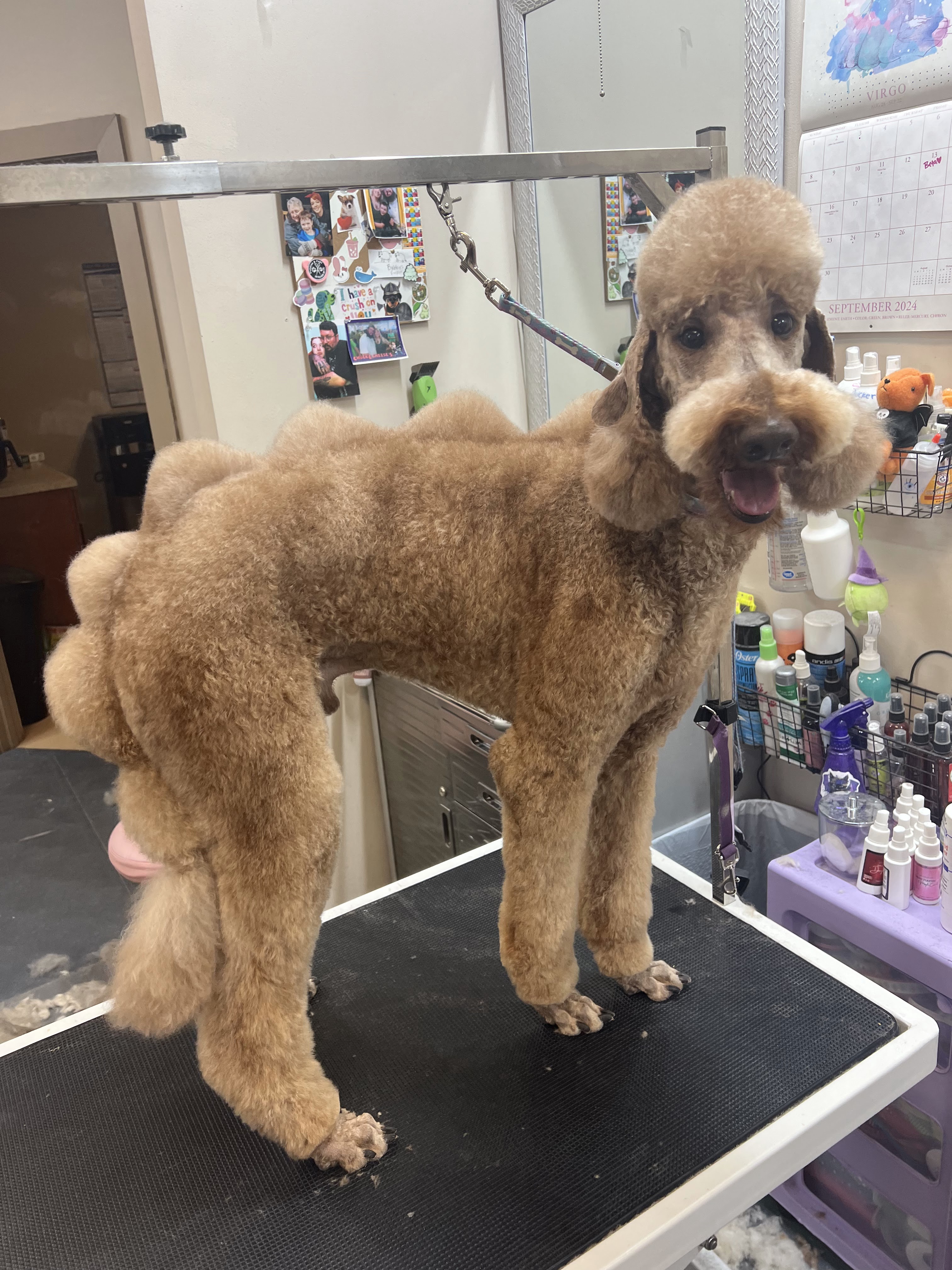 A brown poodle with a creative groom stands on a grooming table, looking forward with its mouth open. The dog has a fluffy, rounded head and large, rounded pom-poms on its hindquarters, creating a unique silhouette. The grooming table is black with a white trim, and a purple tiered cart with various bottles and a Halloween-themed plush toy is visible to the right. The background shows a wall with a calendar, a mirror reflecting more of the room, and pictures pinned to the wall, suggesting a pet grooming salon.