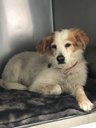 Images Melrose La Brea Animal Hospital