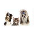 Canine Styles