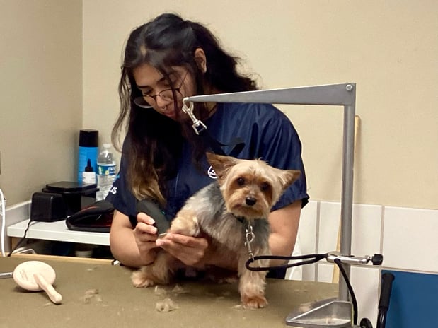 Images Petco Grooming