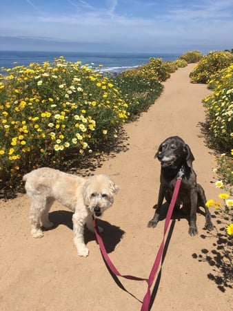 Images Del Mar Doggers dog walking, dog sitting, overnight stays