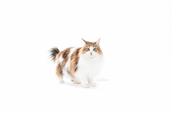 BC Tierfotografie