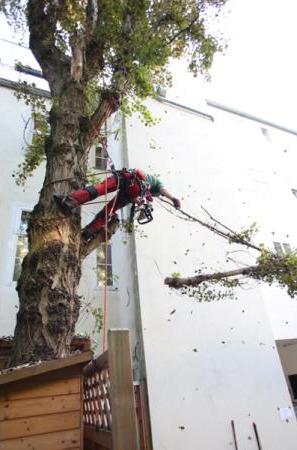 Baumfällprofis - WERNER BAUER, Cumberlandstraße 69/Top 2-3 in Wien