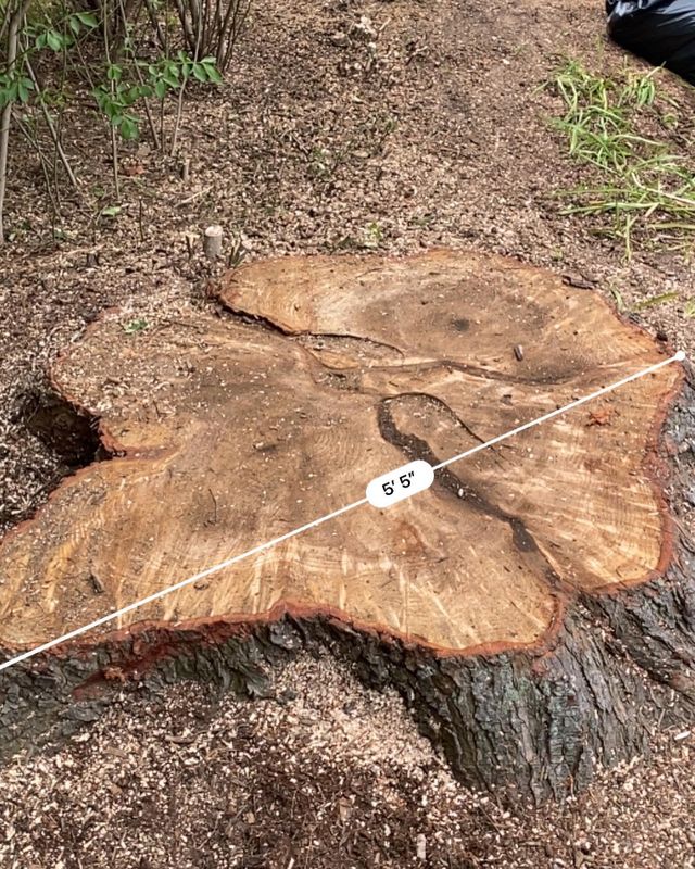 Images Precision Stump Grinding