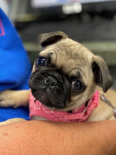 Images VCA Green Animal Hospital